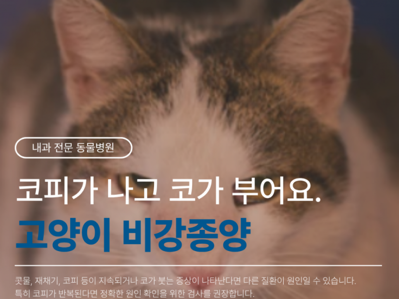 펜타힐즈 동물병원 : 코피가 나고 코가 부어요. - 고양이 비강종양