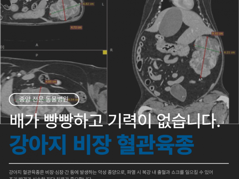 경산동물병원 : 배가 빵빵하고 기력이 없습니다. - 강아지 비장 혈관육종 (CT를 이용한 …