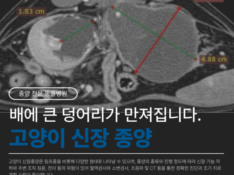 경산 동물병원 : 배에 큰 덩어리가 만져집니다. - 고양이 신장 종양 (CT를 이용한 진단…